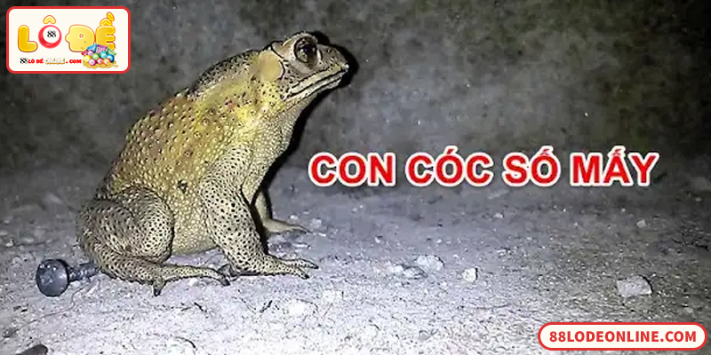 Cóc Vào Nhà Đánh Đề Số Mấy Theo Quan Niệm Dân Gian