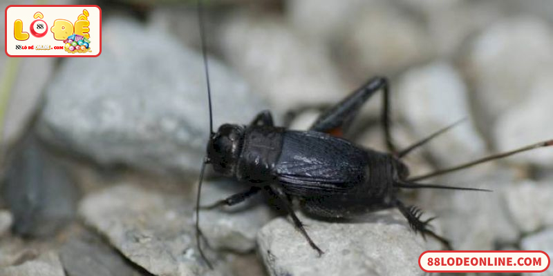 Con Dế Số Mấy? Giải Mã Ý Nghĩa Dế Trong Lô Đề