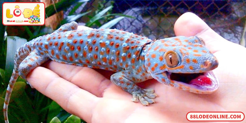 Con Tắc Kè Đánh Đề Số Mấy Chuẩn Theo Sổ Mơ Dân Gian