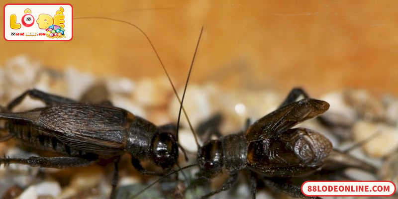 Giải mã con dế số mấy theo kinh nghiệm lô đề dân gian