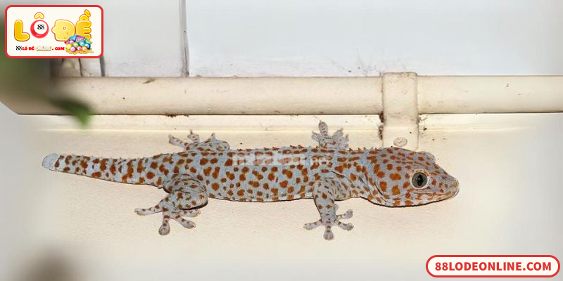 Giải mã con tắc kè và con số lô đề liên quan