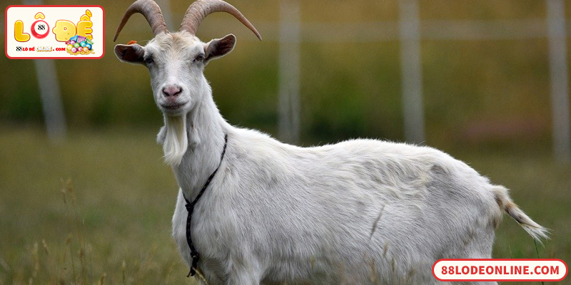 Giải mã giấc mơ thấy con dê và con số lô đề phù hợp