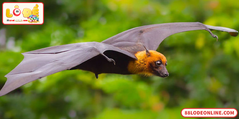 Giải mã số đề con dơi theo quan niệm dân gian Việt Nam