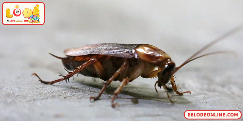 Giải mã số đề con gián theo quan niệm dân gian lô đề