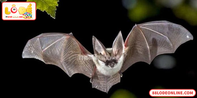 Số Đề Con Dơi Theo Quan Niệm Dân Gian Và Lô Đề Online