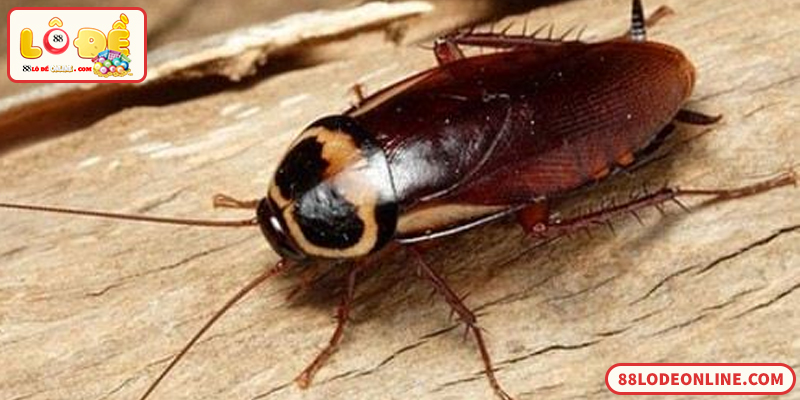 Số Đề Con Gián - Giải Mã Điềm Báo Và Con Số Liên Quan